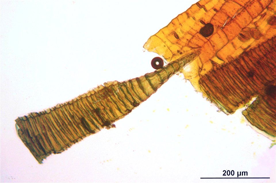Rhizomnium punctatum