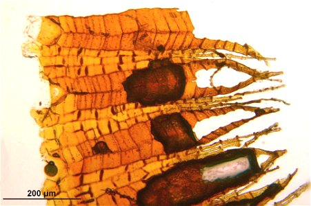 Rhizomnium punctatum