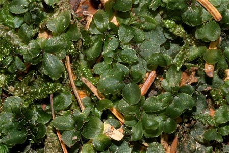 Rhizomnium punctatum