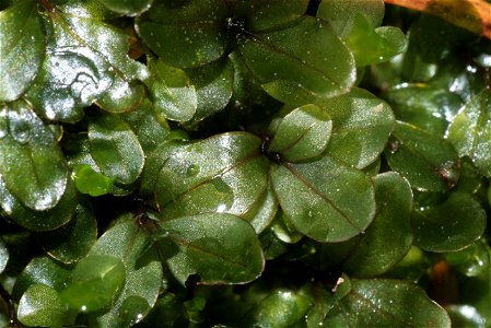 Rhizomnium punctatum