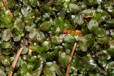 Rhizomnium punctatum