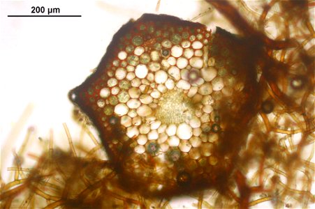 Rhizomnium punctatum