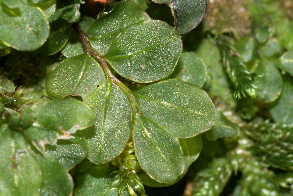 Rhizomnium punctatum