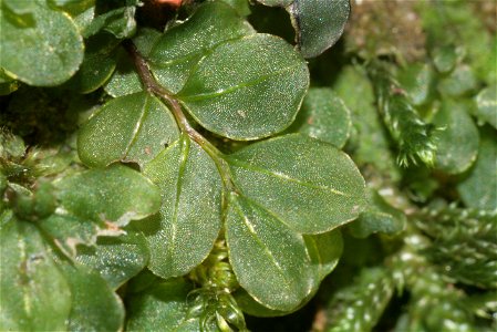 Rhizomnium punctatum