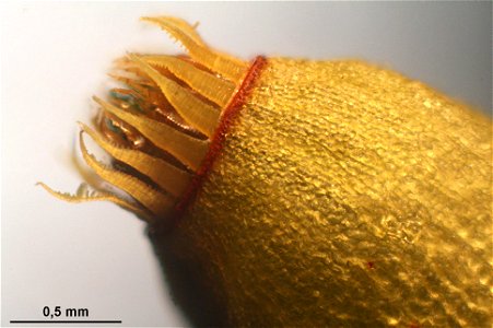 Rhizomnium punctatum