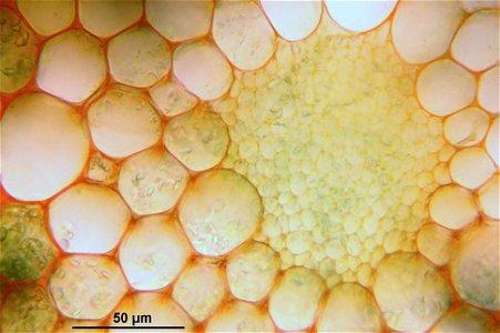 Rhizomnium punctatum