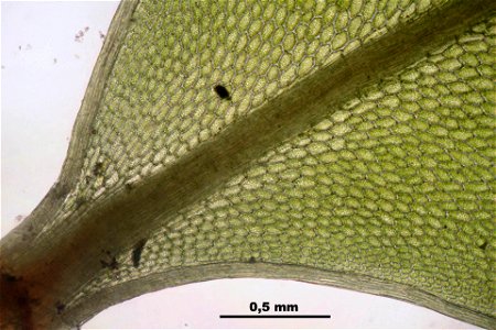 Rhizomnium punctatum