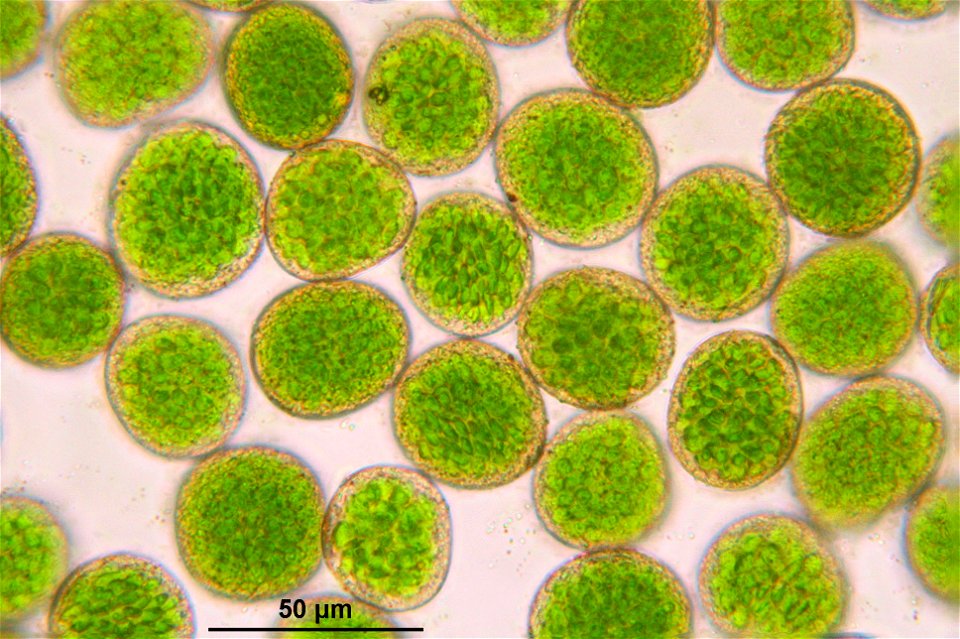 Rhizomnium punctatum