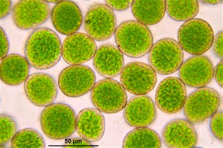 Rhizomnium punctatum