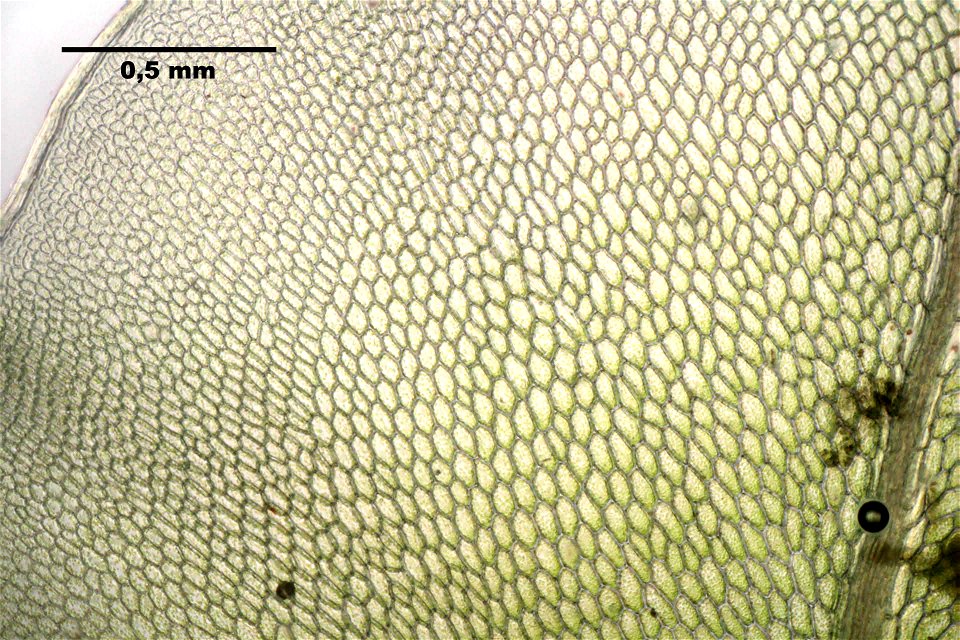 Rhizomnium punctatum