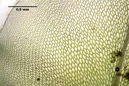 Rhizomnium punctatum