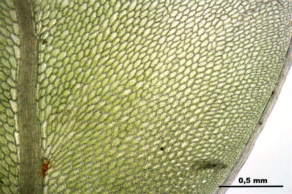 Rhizomnium punctatum