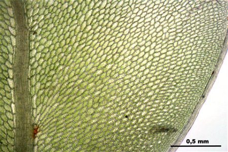 Rhizomnium punctatum