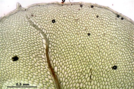 Rhizomnium punctatum