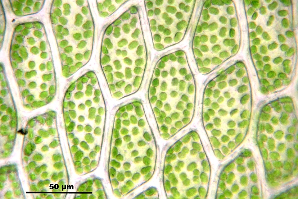 Rhizomnium punctatum