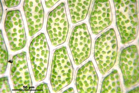 Rhizomnium punctatum