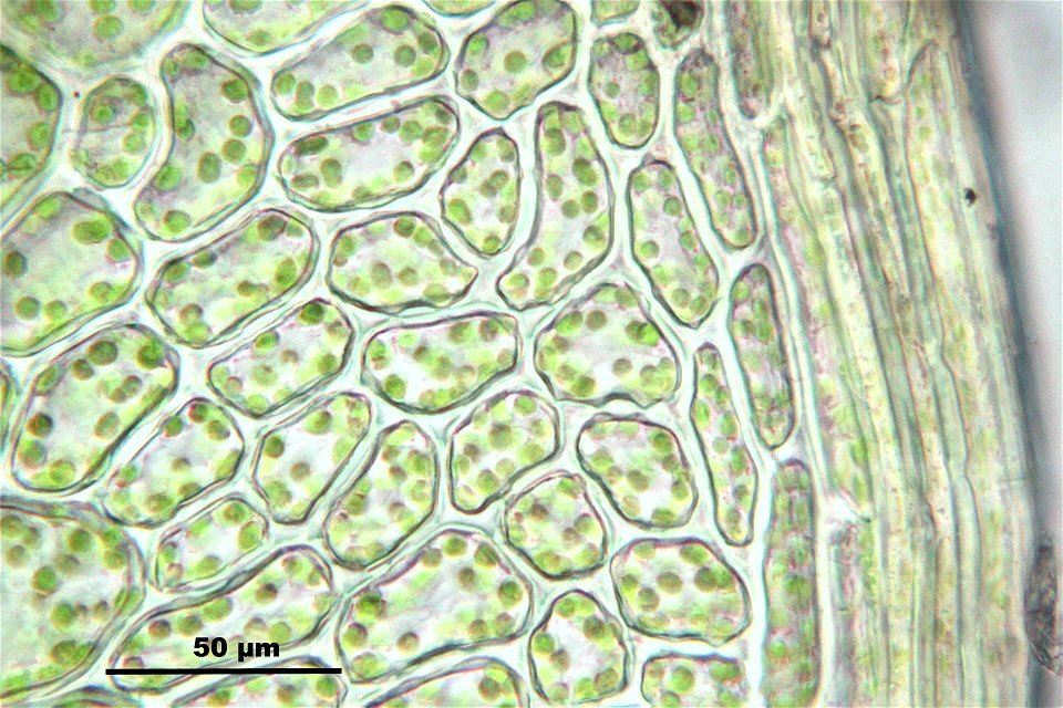 Rhizomnium punctatum