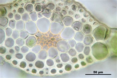Rhizomnium punctatum