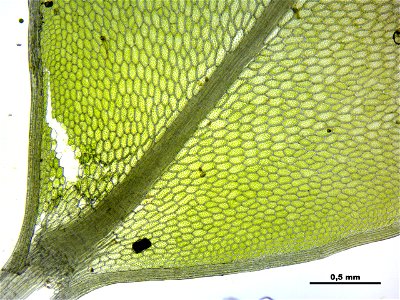 Rhizomnium punctatum