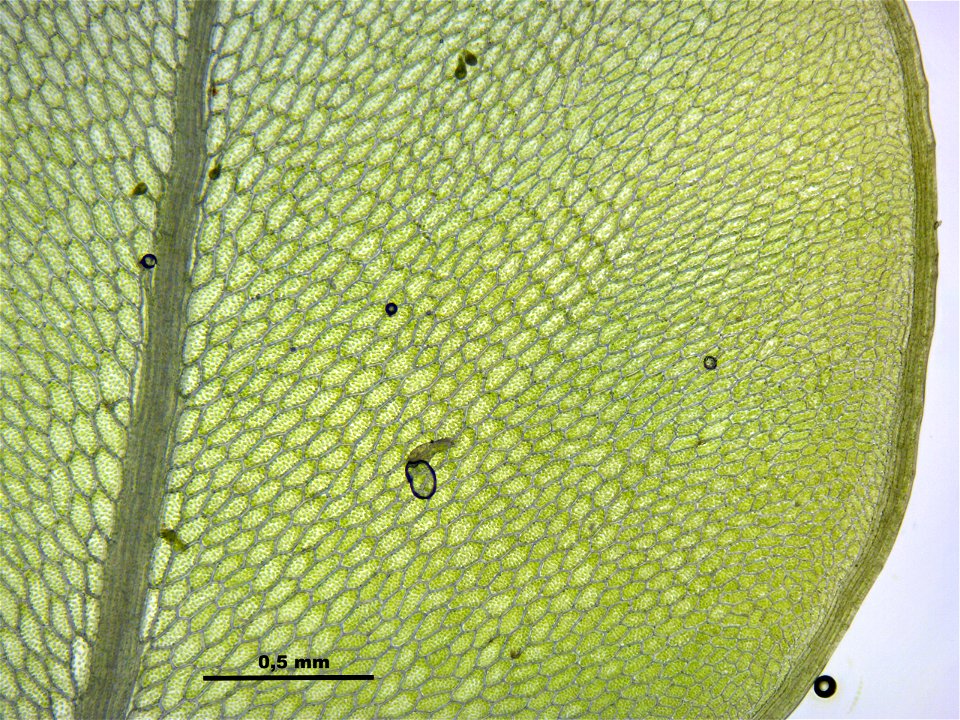 Rhizomnium punctatum