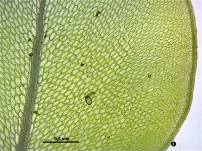 Rhizomnium punctatum