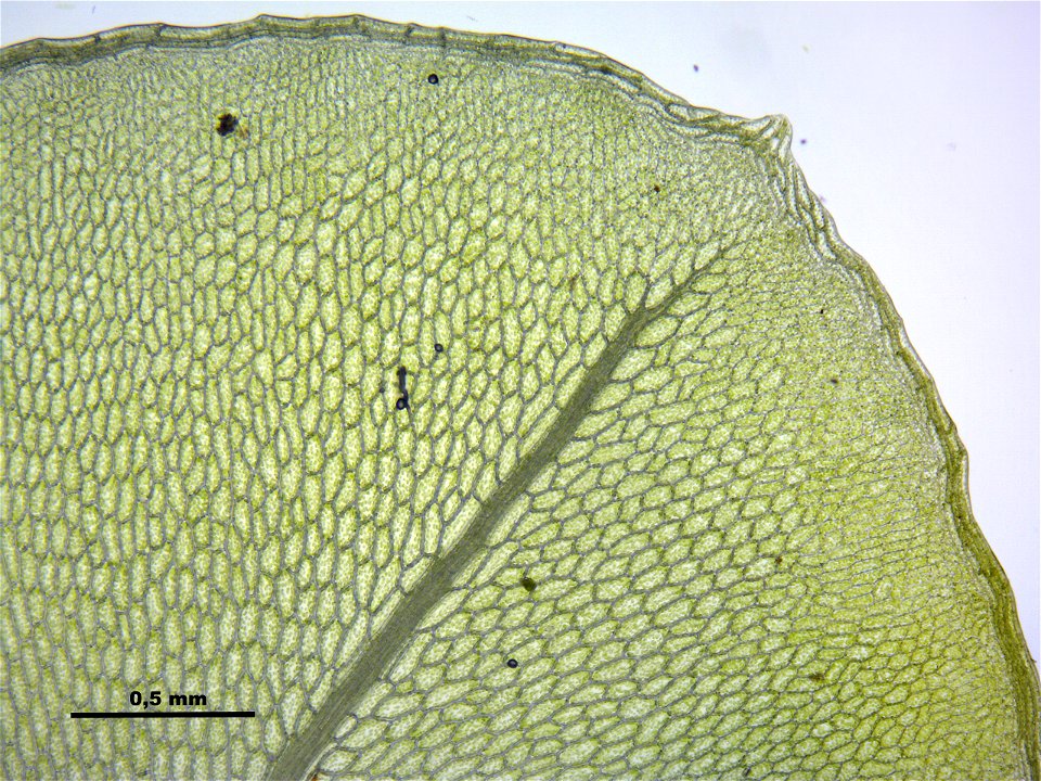 Rhizomnium punctatum