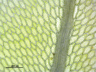 Rhizomnium punctatum