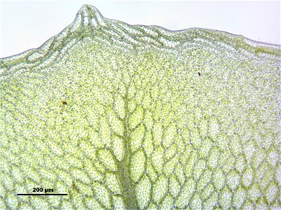 Rhizomnium punctatum