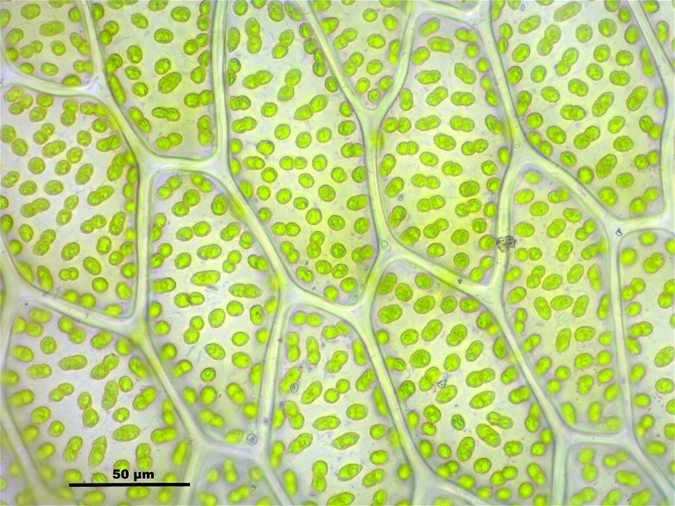 Rhizomnium punctatum