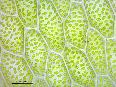 Rhizomnium punctatum