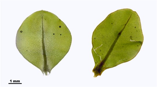 Rhizomnium punctatum
