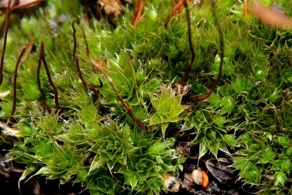 Bryum caespiticium