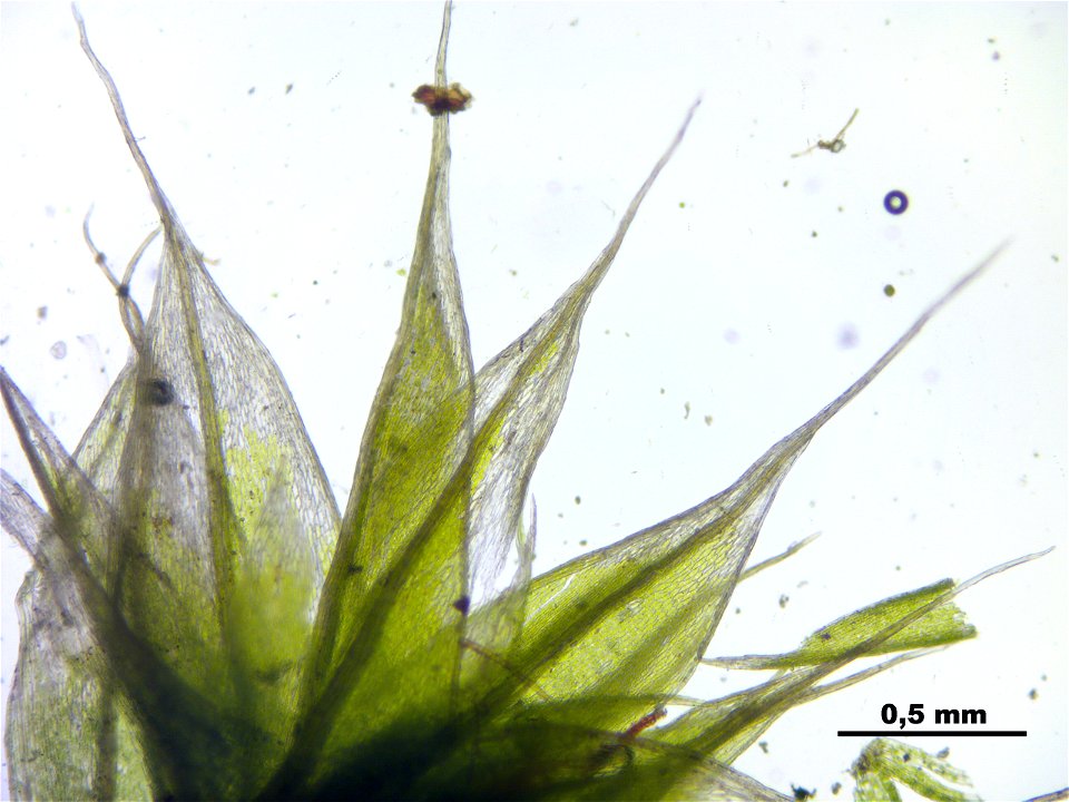 Bryum caespiticium