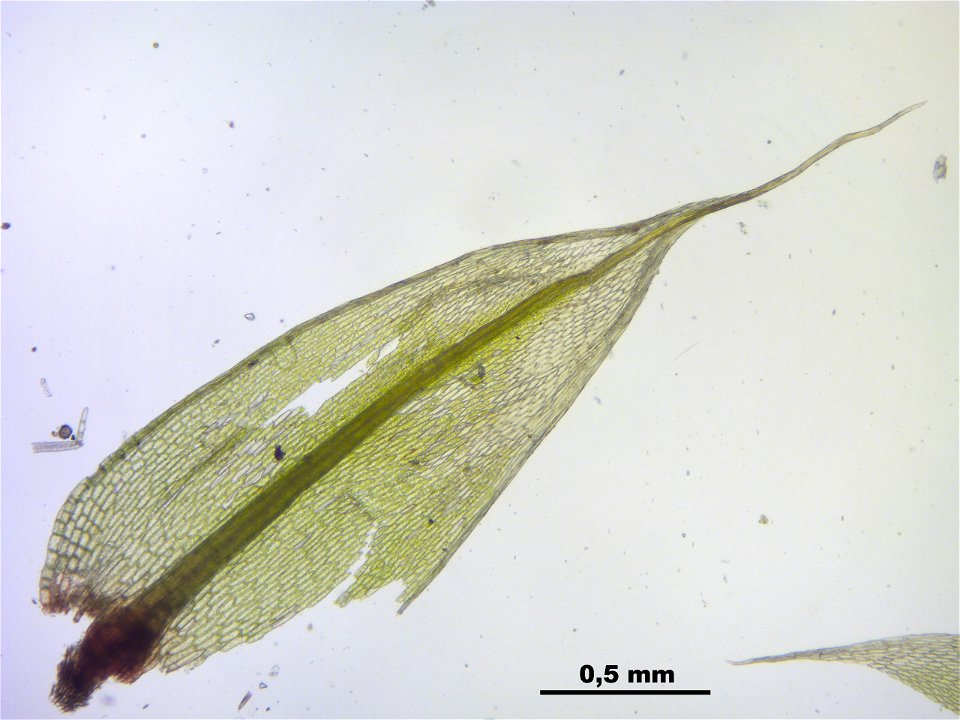 Bryum caespiticium