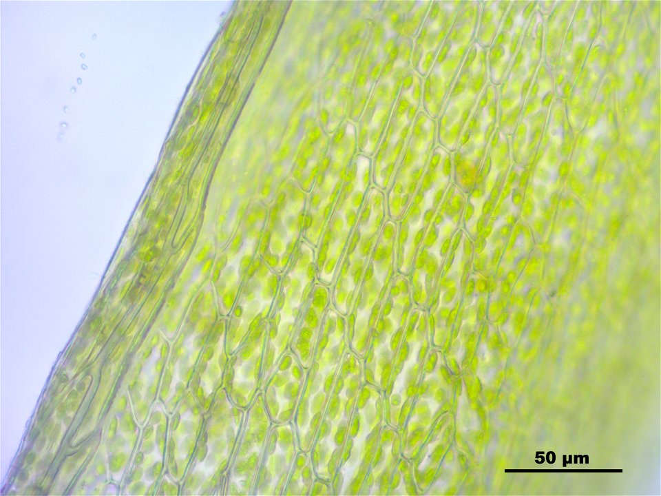 Bryum caespiticium