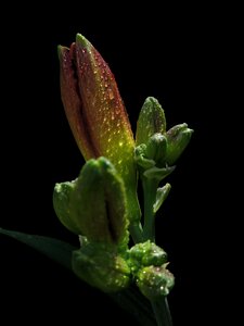 Nature plant close up