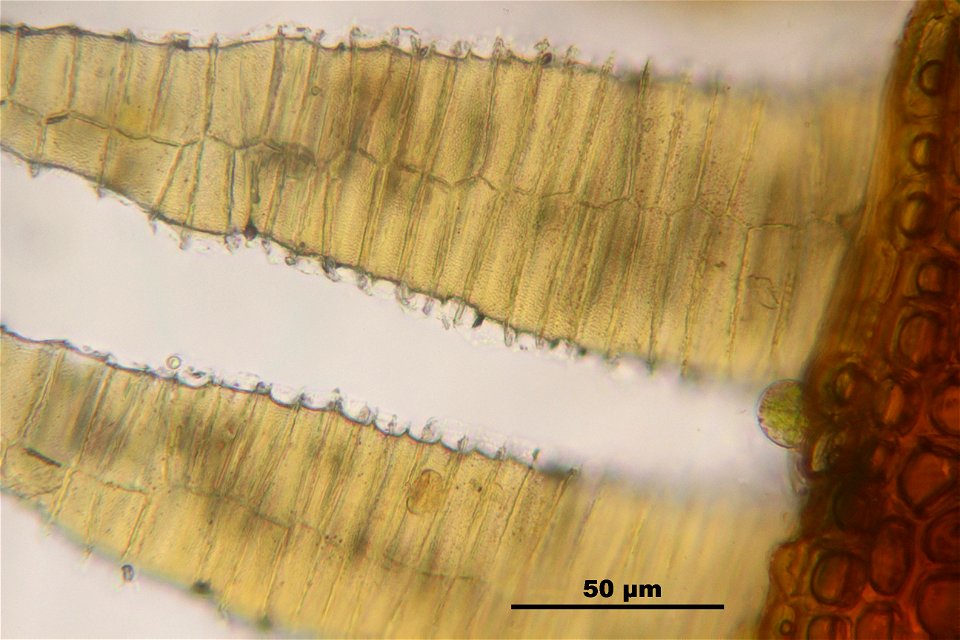 Bryum caespiticium