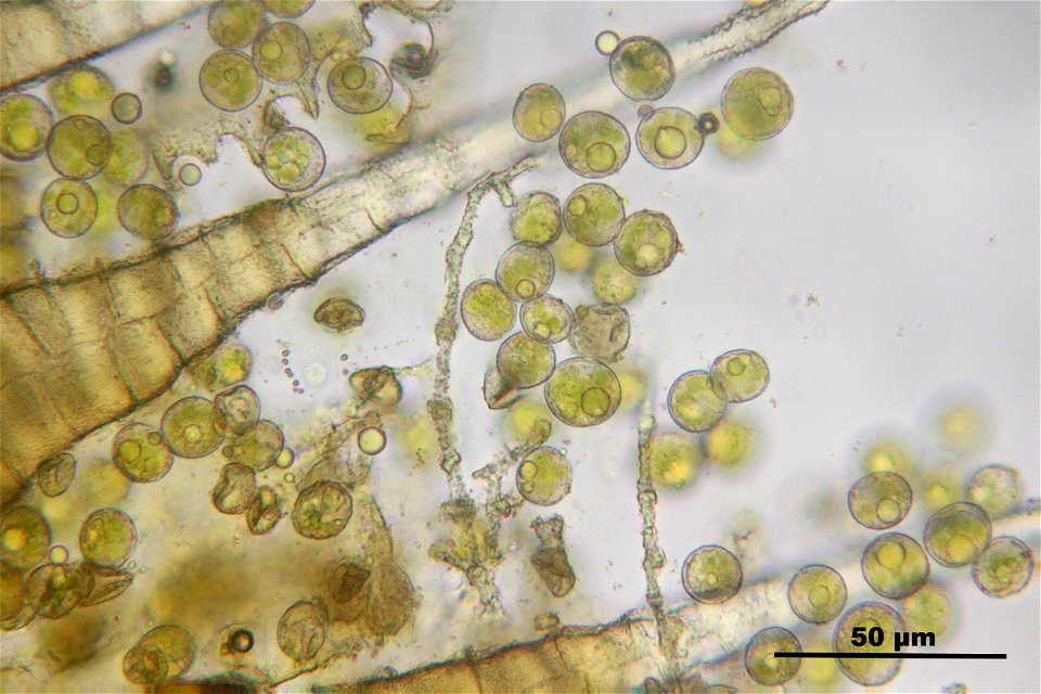 Bryum caespiticium