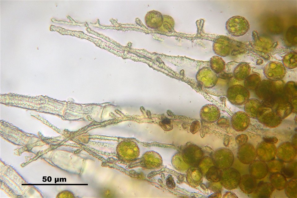 Bryum caespiticium