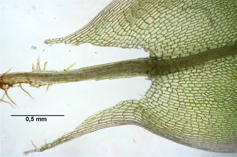 Bryum pseudotriquetrum