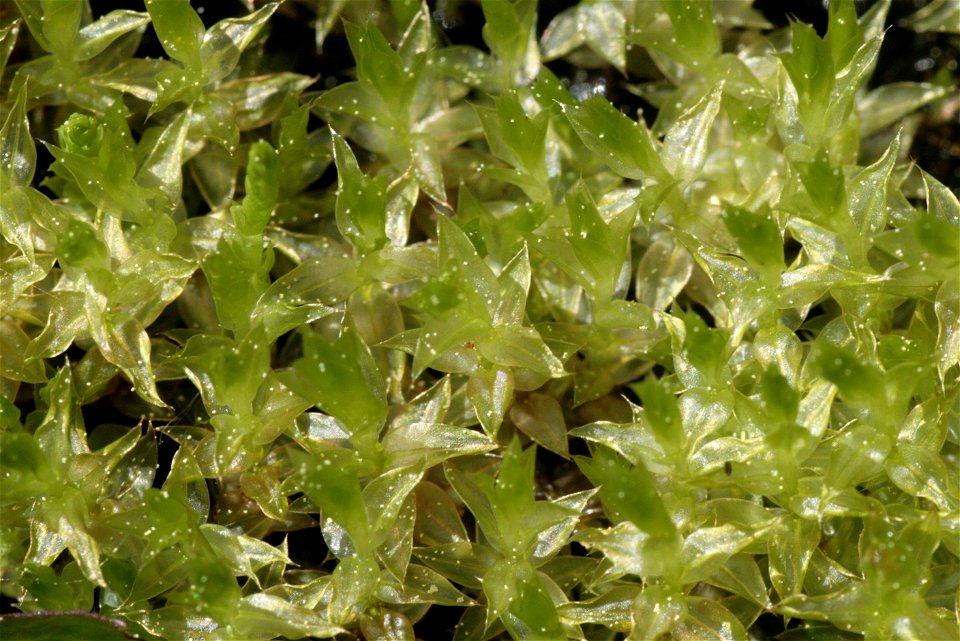 Bryum pseudotriquetrum