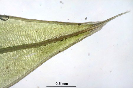 Bryum pseudotriquetrum