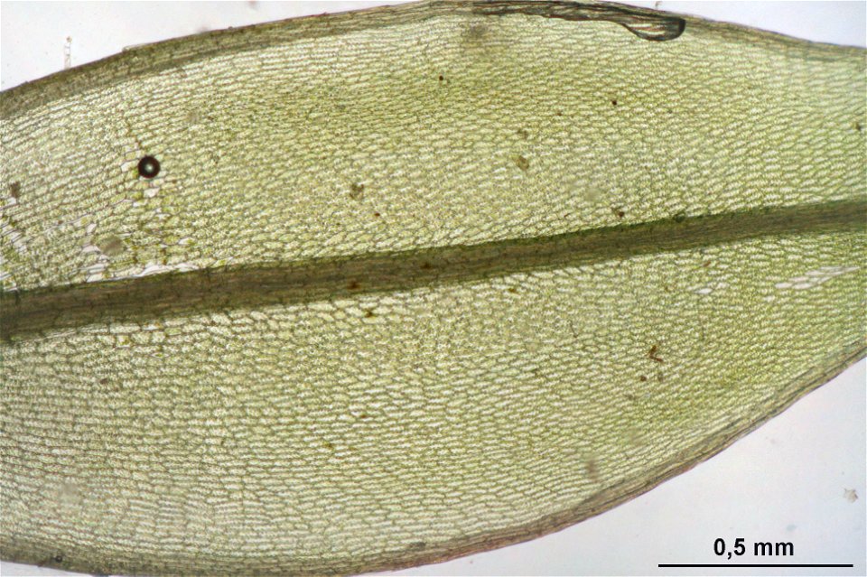 Bryum pseudotriquetrum