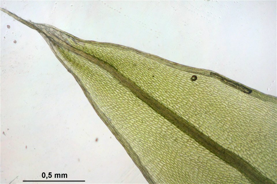 Bryum pseudotriquetrum