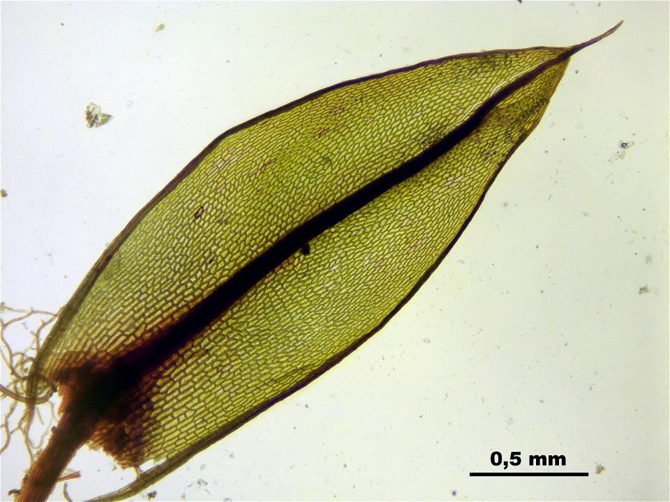 Bryum pseudotriquetrum