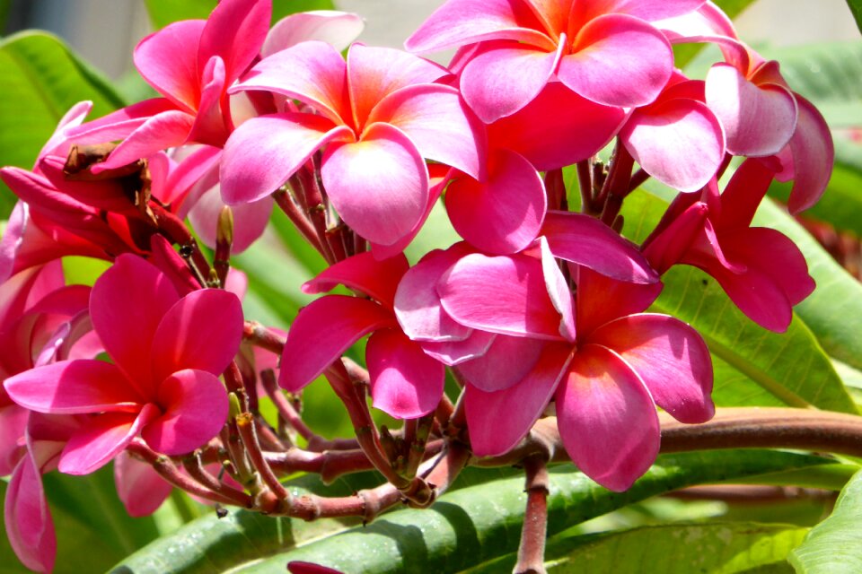 Flowers exotic plumeria photo