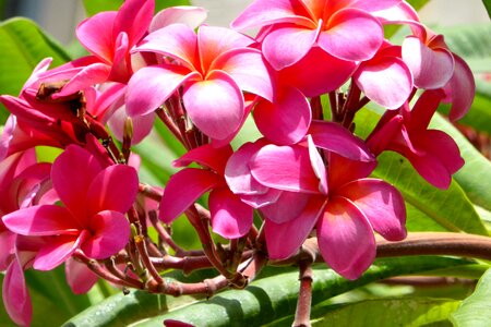 Flowers exotic plumeria