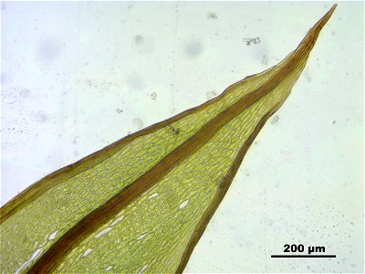 Bryum pseudotriquetrum