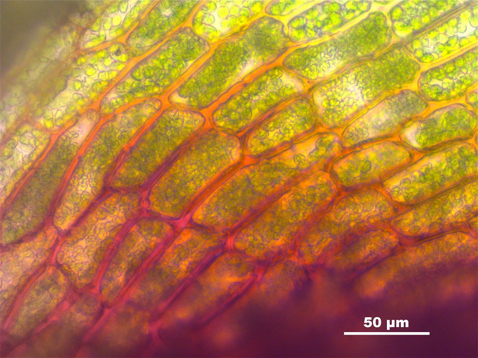 Bryum pseudotriquetrum