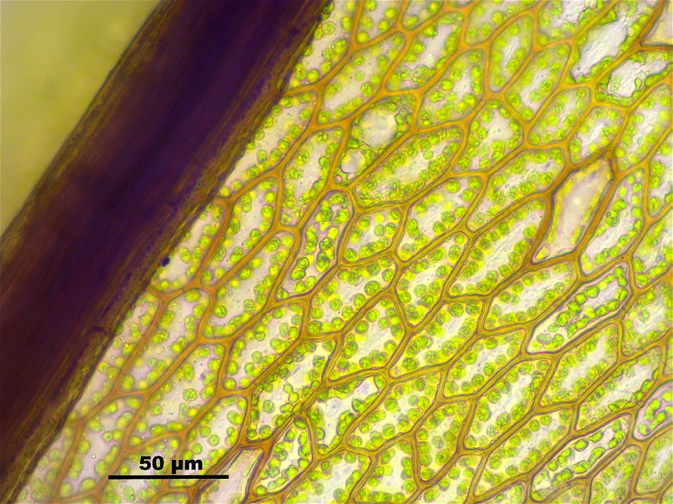 Bryum pseudotriquetrum